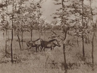Wart Hogs at Home